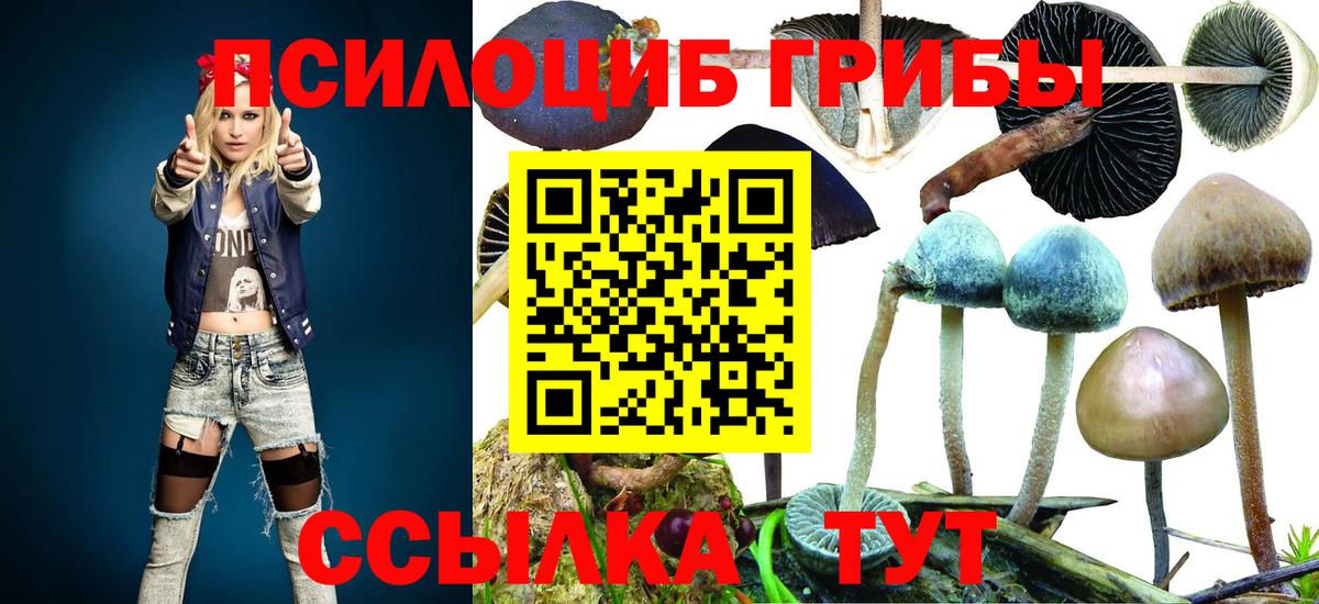 Псилоцибиновые грибы Psilocybine cubensis Ставрополь